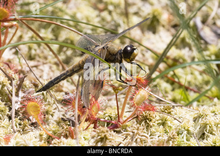 Vier-spotted Chaser - Libellula Quadrimaculata. In Sonnentau gefangen. Stockfoto