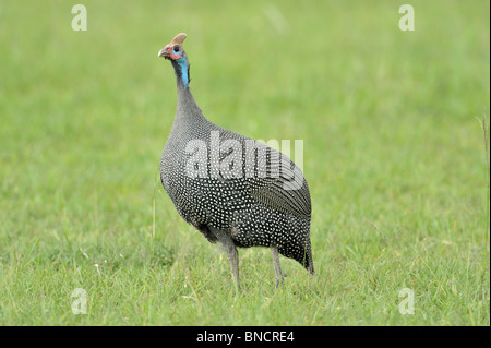 Behelmte Perlhühner Numida Meleagris, Masai Mara National Reserve, Kenia Stockfoto