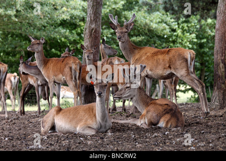 Rothirsch Cervus Elaphus ruht unter Bäumen an Tatton Park, Cheshire, UK Stockfoto