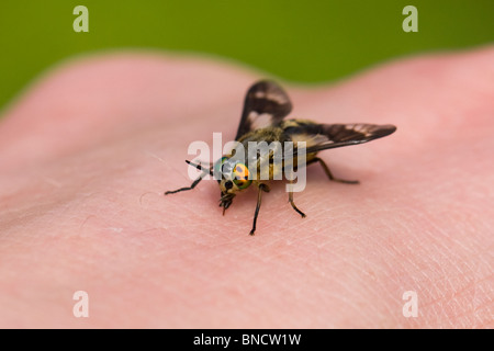 2-flügeligen deerfly - Chrysops relictus. zurück beißen von Hand Stockfoto