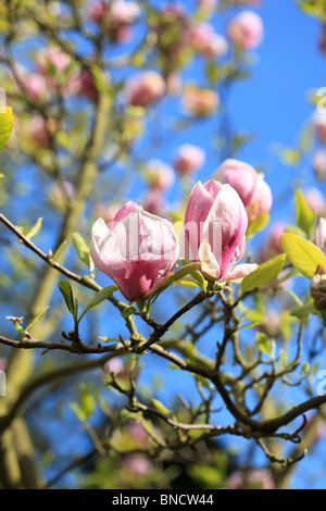 Frühlings-Magnolie in voller Blüte, Yorkshire, England Stockfoto