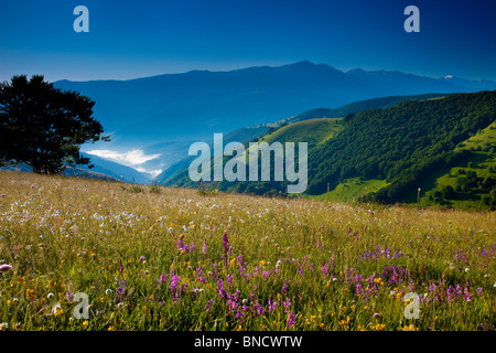 Wildblumen im Morgengrauen entlang der Forca Canapine in den Monti Sibillini Nationalpark, Umbrien Italien Stockfoto