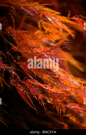 Schöne Flamme wie Blätter im Herbst Farbe des Acer Palmatum Seiryu Stockfoto