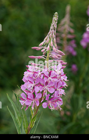 Rose-Bay willow Kraut (Epilobium Angustilalium) auch bekannt als "Feuerblume" Stockfoto