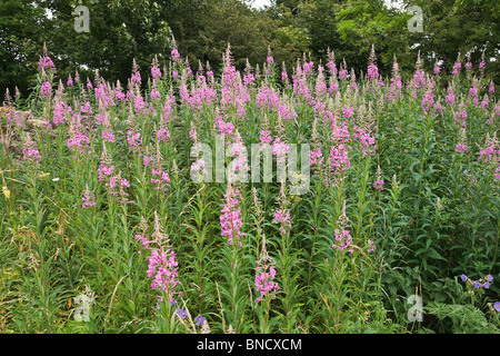 Eine Bank von Rose Bay Willow Herb (Epilobium Angustilalium) Blumen wachsen auf einem Grünstreifen in Melmerby, North Yorkshire Stockfoto