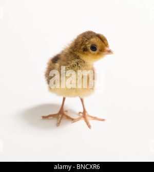 Baby Goldfasan. Zwei Tage alten Küken. Isoliert auf weißem Hintergrund. Stockfoto