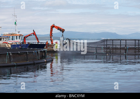 Eine Fischerei in einen See mit der Insel Lismore hinter Stockfoto