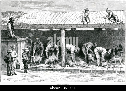 Ein Stich mit dem Titel „Sheep-Shearing“ - veröffentlicht in einem Buch über Australien, das 1886 gedruckt wurde. Für urheberrechtlich frei gehalten. Stockfoto