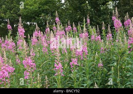 Eine Bank von Rose Bay Willow Herb (Epilobium Angustilalium) Blumen wachsen auf einem Grünstreifen in Melmerby, North Yorkshire Stockfoto