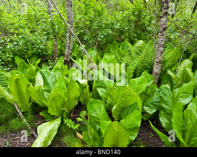 Western Skunk Kohl oder Lysichiton Americanus am Skunk Cabbage Trail im Nationalpark Mount Revelstoke BC Kanada. Stockfoto