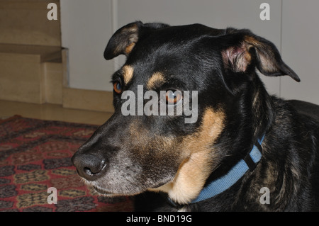 Eine Nahaufnahme von meinem schönen weiblichen Hund Kim. Das Bild war nicht Photoshopped/digital verändert. Stockfoto