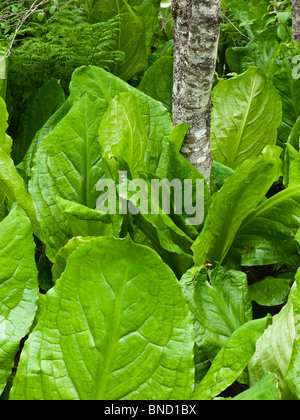 Western Skunk Kohl oder Lysichiton Americanus am Skunk Cabbage Trail im Nationalpark Mount Revelstoke BC Kanada. Stockfoto