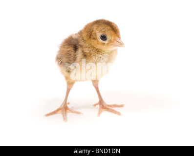 Baby Goldfasan. Zwei Tage alten Küken. Isoliert auf weißem Hintergrund. Stockfoto