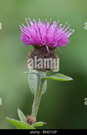 Gemeinsamen Flockenblume (Centaurea Nigra), auch bekannt als schwarze Flockenblume Stockfoto