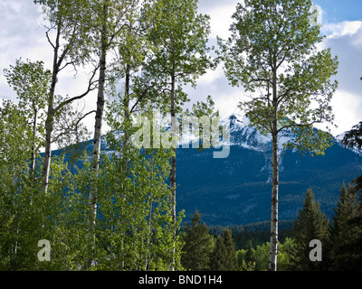 Beben Aspen Bäume und den Purcell Mountains in der Nähe von Golden BC Kanada Stockfoto