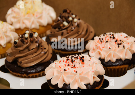 Kommerziellen Bäckerei Cupcakes mit wirbelt der Glasur befinden sich in einer Box. Stockfoto