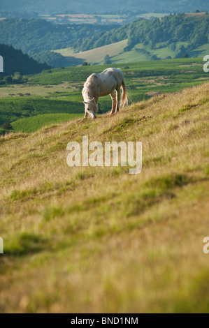 Welsh Mountain Pony weidet auf grasbewachsenen Hang, Heu zu bluffen, Wales Stockfoto