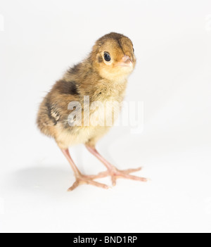 Baby Goldfasan. Zwei Tage alten Küken. Isoliert auf weißem Hintergrund. Stockfoto