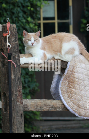 Katze auf einem Zaun mit Satteldecke außerhalb des Stalls Stockfoto