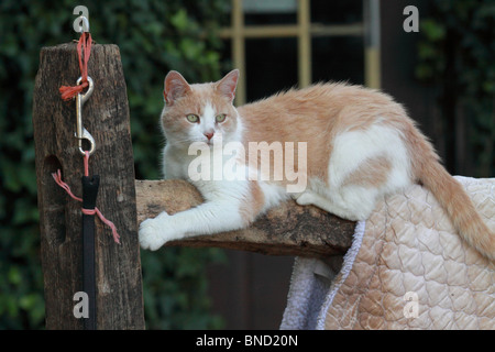 Katze auf einem Zaun mit Satteldecke außerhalb des Stalls Stockfoto