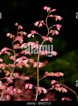 Stiel mit Rosa heuchera Coral bells Blumen in einen sonnigen Garten gegen einen Schatten Hintergrund Toronto Stockfoto