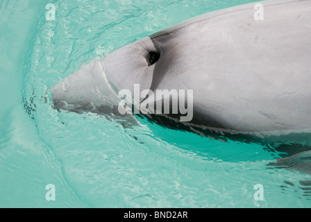 Hector-Delfin-Cephalorhynchus Hectori Akaroa Neuseeland Stockfoto