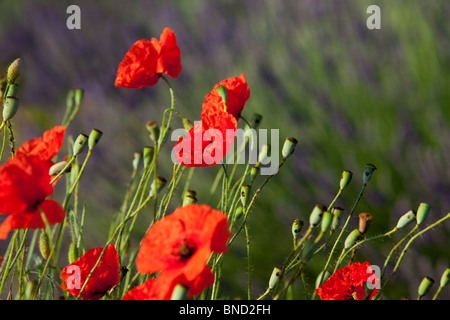 Mohn wächst mitten in einem Feld von Lavendel entlang der Valensole Plateau, Provence Frankreich Stockfoto