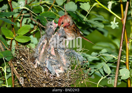Das Nest von den gemeinsamen Rosefinch (Carpodacus Erythrinus) mit der Nestlinge in eine wilde Natur. Stockfoto
