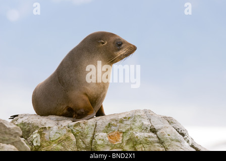 Juvenile Neuseeland Seebär Arctocephalus forsteri Stockfoto