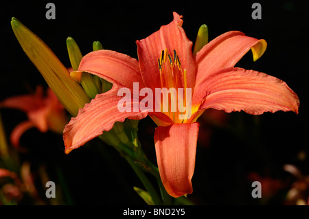 Wilde Tawny Taglilie Blüte und Knospen in der Sonne vor dem Hintergrund der dunklen Schatten Stockfoto