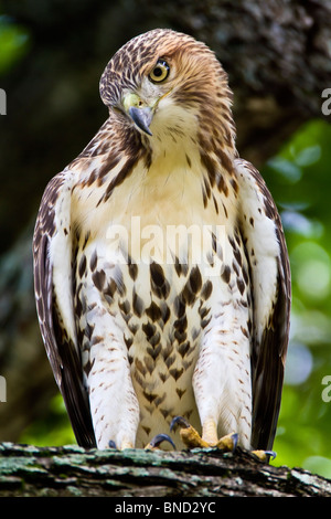 Red Tailed Hawk auf der Suche nach einer Mahlzeit Stockfoto