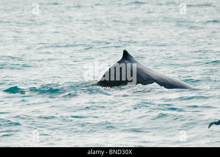 Pottwal Tauchen Impressionen Novaeangliae Kaikoura Neuseeland Stockfoto