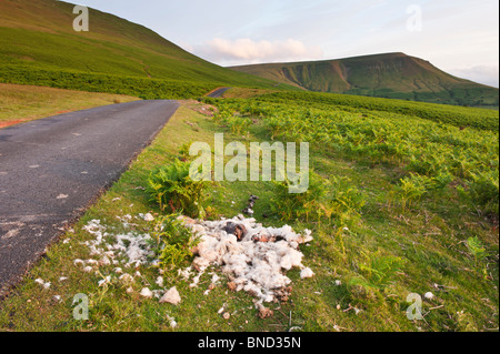 Verstorbenen Schafe Carcas auf der einspurigen Straße durch gemeinsame Weideland, Heu zu bluffen, Powys, Wales Stockfoto