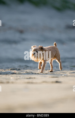 Griffon Hund Canis Lupus familiaris Stockfoto