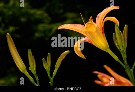 Wild tawny daylily Blüten und Knospen Hintergrundbeleuchtung von Sun gegen einen dunklen Schatten Hintergrund Toronto Stockfoto