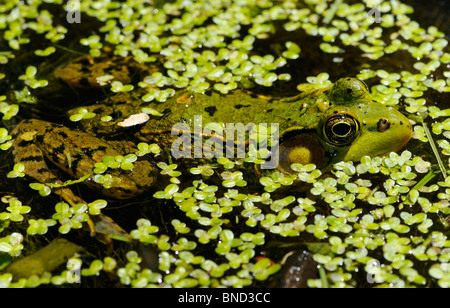 Ganzer Körper von einem männlichen grünen Frosch Rana Clamitans schwimmend in einem Teich unter schwimmende Ente Unkraut Stockfoto