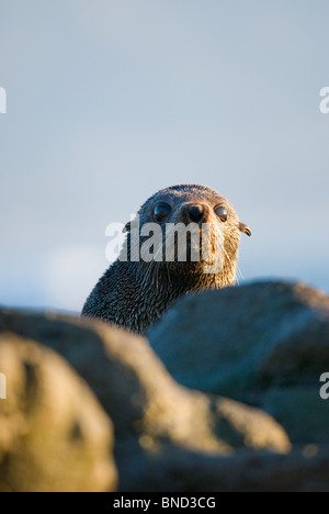 Juvenile Neuseeland Seebär Arctocephalus forsteri Stockfoto