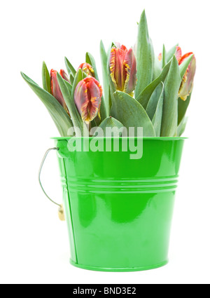 Reihe von nass; gelbe und rote Papagei-Tulpen in grüner Eimer isoliert auf weiss Stockfoto