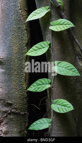 Eine grüne Ranke Klettern am Stamm eines Baumes Regenwald, Thailand Stockfoto