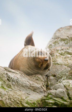 Juvenile Neuseeland Seebär Arctocephalus forsteri Stockfoto