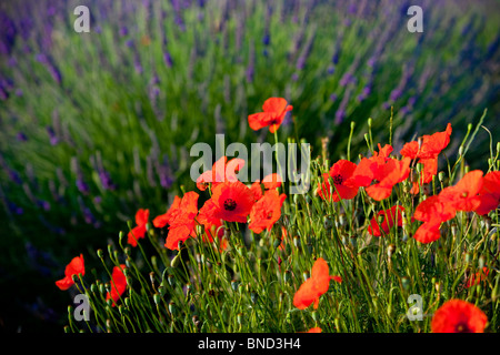 Mohn wächst mitten in einem Feld von Lavendel entlang der Valensole Plateau, Provence Frankreich Stockfoto