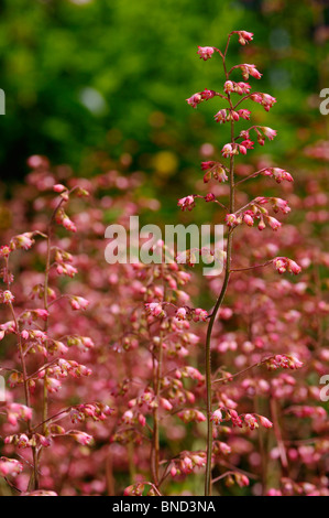 Masse des rosa Heuchera Coral Bells Pflanze Blumen in einem Garten Stockfoto