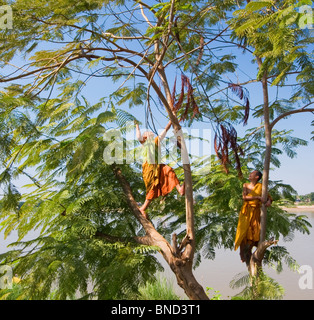 Mönche in orangefarbenen Gewändern ein Jacaranda Kletterbaum, Nong Kai, Thailand Stockfoto