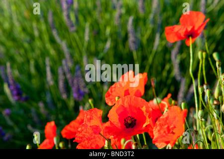 Mohn wächst mitten in einem Feld von Lavendel entlang der Valensole Plateau, Provence Frankreich Stockfoto