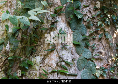Kletter-Pflanzen und Reben auf einem Regenwald-Baum, Thailand Stockfoto