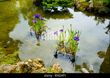 Japanische Tee-Garten im Golden Gate Park in San Francisco Kalifornien Himmel Spiegelbild im Teich Stockfoto