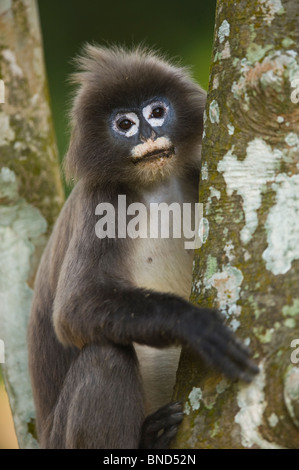 Phayre Blatt Monekey Trachypithecus phayrei Stockfoto