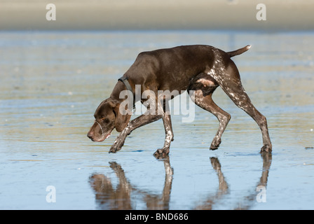 Deutsche kurz behaart Zeiger Canis Lupus familiaris Stockfoto