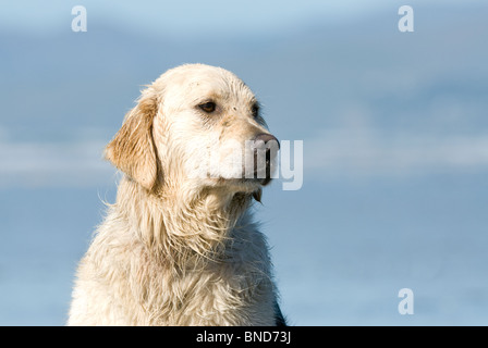 Golden Retriever Canis Lupus familiaris Stockfoto