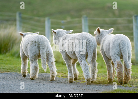 New Zealand Lämmer Ovis aries Stockfoto